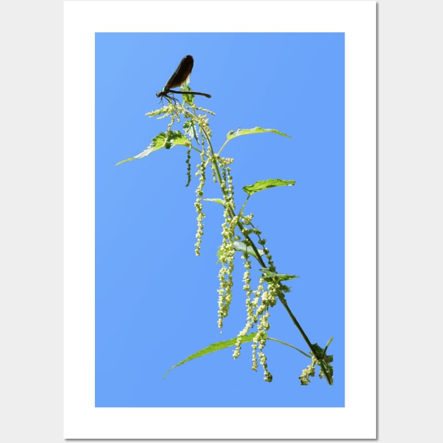 Black Dragonfly On Nettle Wall Art by Pirino